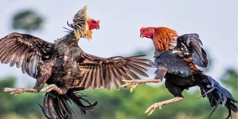Quy luật chọi gà cơ bản